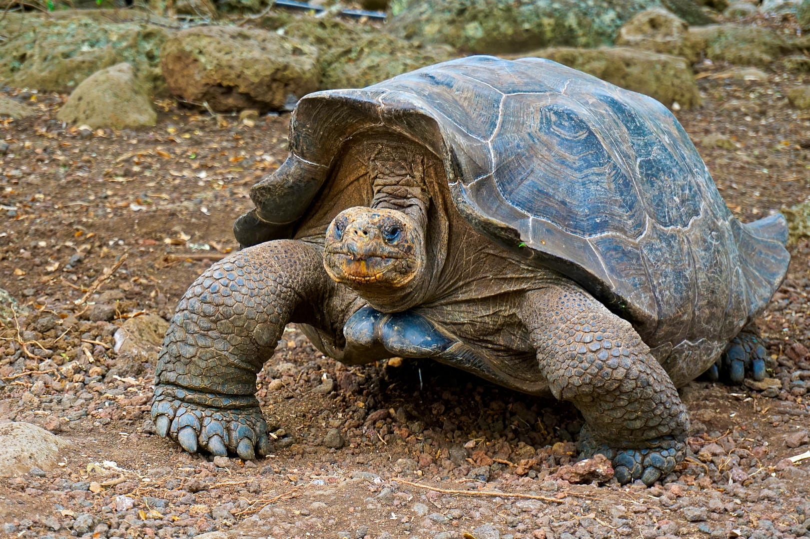 The Galapagos - San Cristóbal Island
