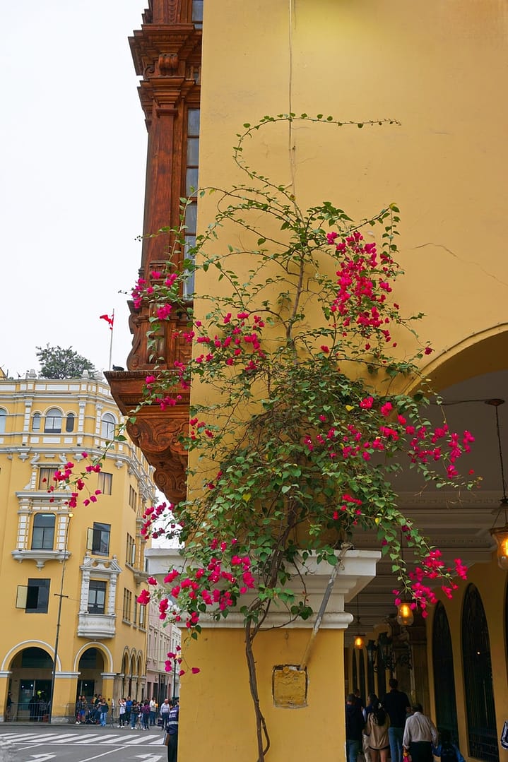 Lima