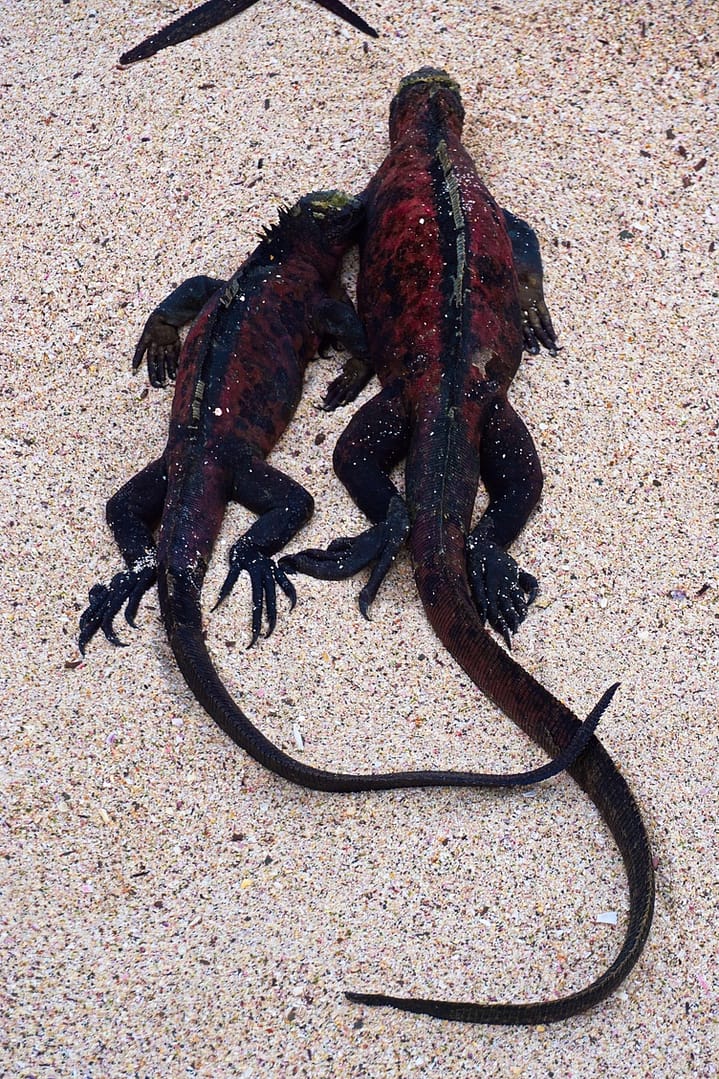The Galapagos - Española Island