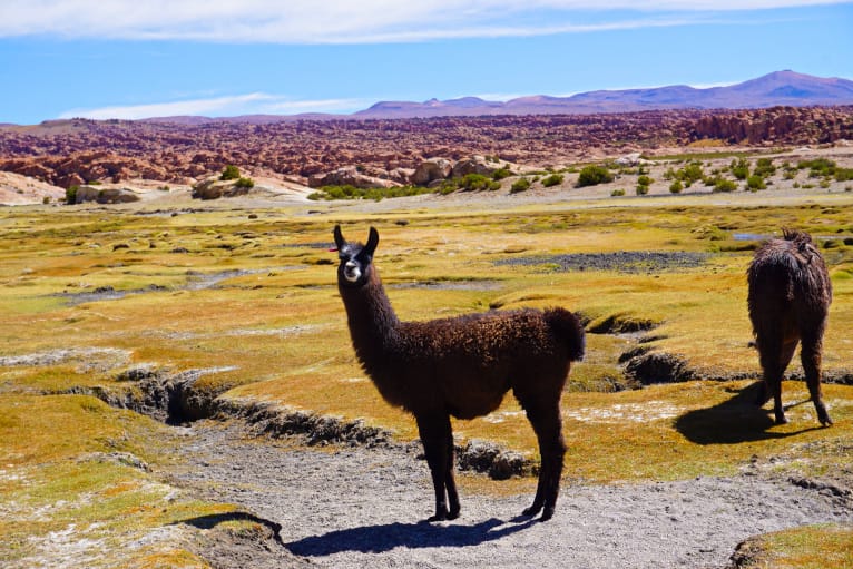 Uyuni Tour