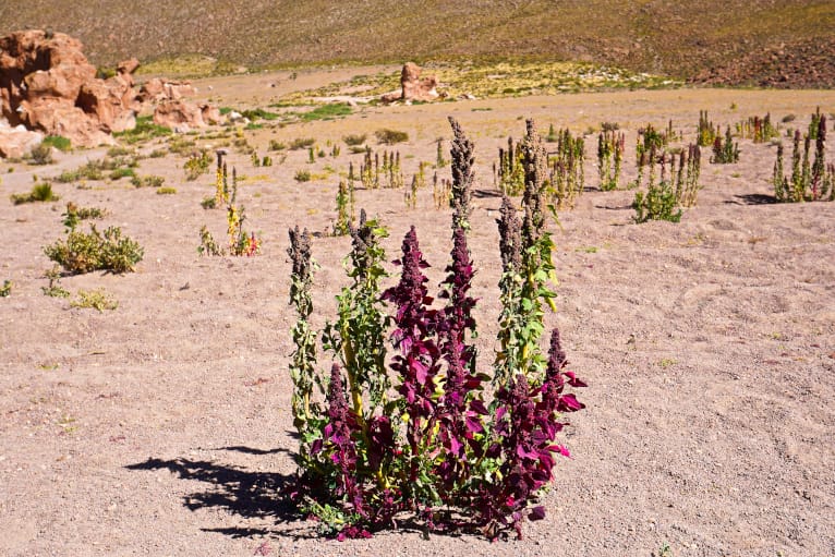 Uyuni Tour